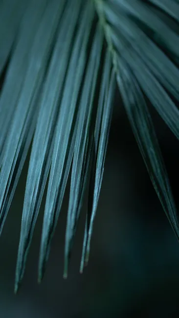 Detail Tropische Palmblätter Mit Dunklem Hintergrund Number 3