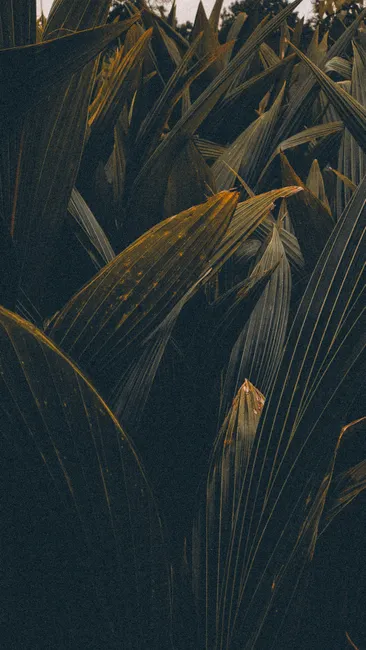 Detail Tropische Palmblätter Mit Dunklem Hintergrund Number 4
