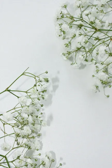 Detail Weiße Blüten Auf Hellem Hintergrund Number 15