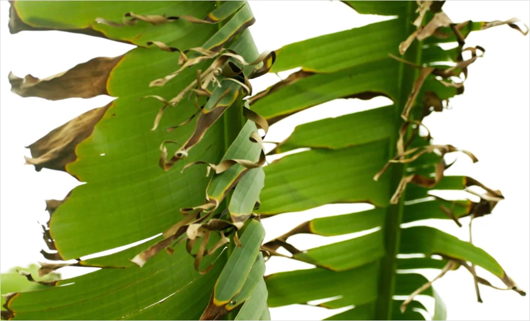 Foto Nagasari Pisang Daun Pisang A328