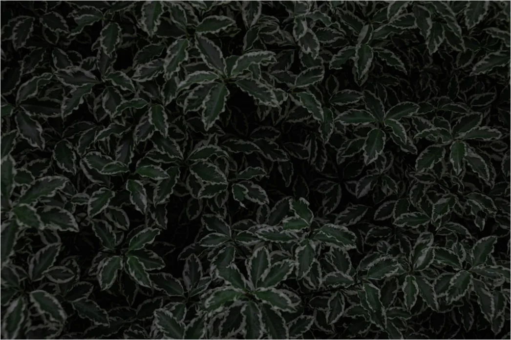 Detail Gambar Es Cincau Hitam Dengan Susu Number 8
