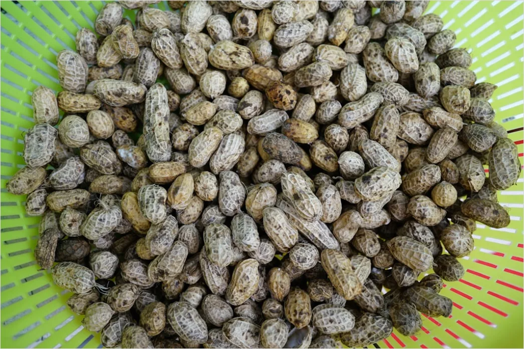 Gambar Onde Onde Wijen Isi Kacang Hijau 6d84