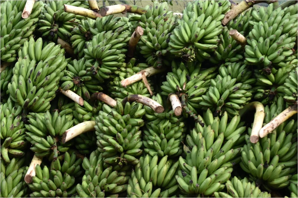 Gambar Pisang Molen Mini Renyah A21a