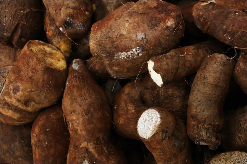 Gambar Ubi Cilembu Panggang Manis 49c0