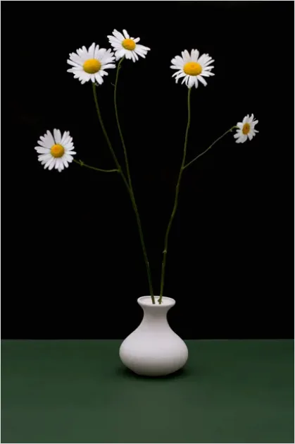 Detail Botanical Still Life Minimal Vase Number 6