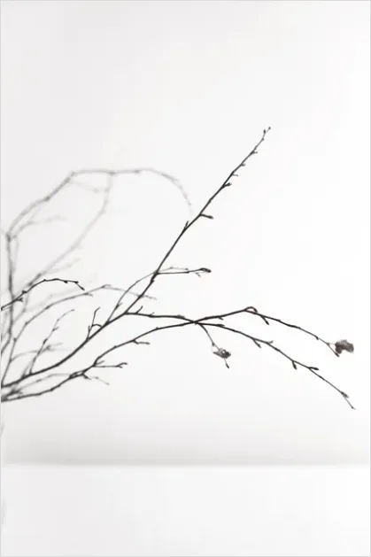 Detail Botanical Still Life Minimal Vase Number 10
