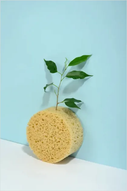 Detail Clean Beauty Still Life Natural Number 6