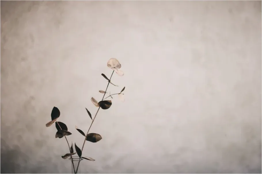 Detail Eucalyptus Still Life Minimal Number 4