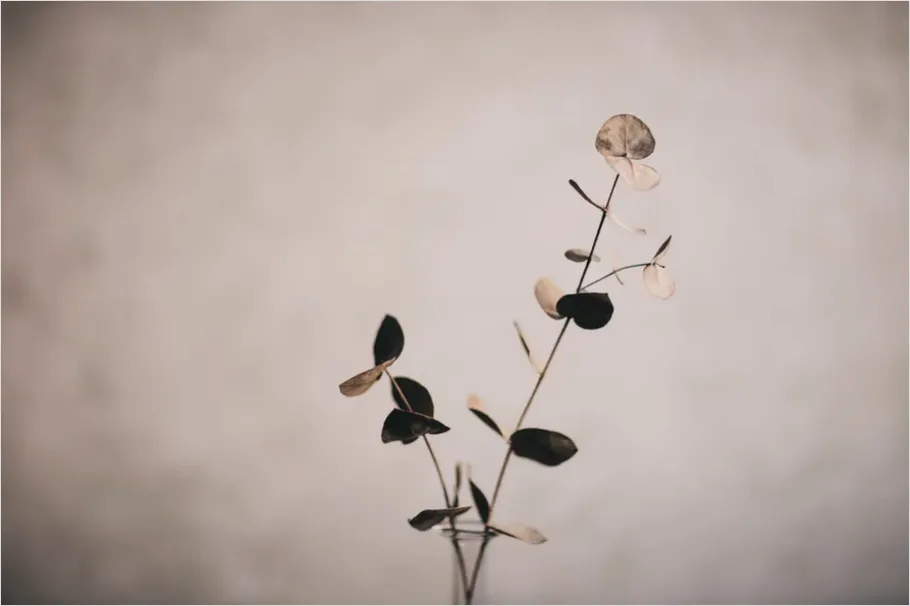 Detail Eucalyptus Still Life Minimal Number 5
