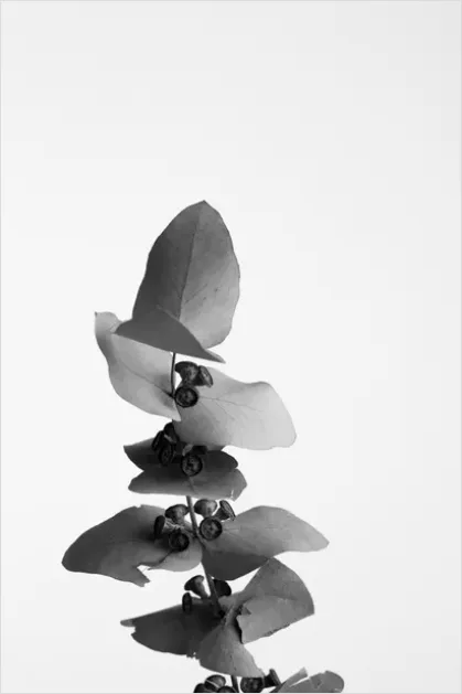 Detail Eucalyptus Still Life Minimal Number 6