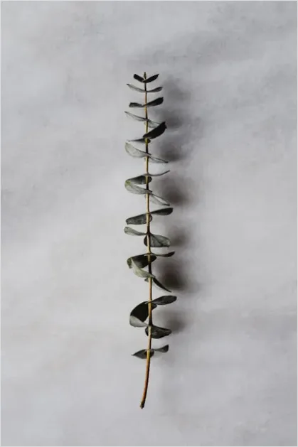 Detail Eucalyptus Still Life Minimal Number 8