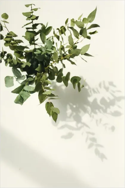 Detail Eucalyptus Still Life Minimal Number 9