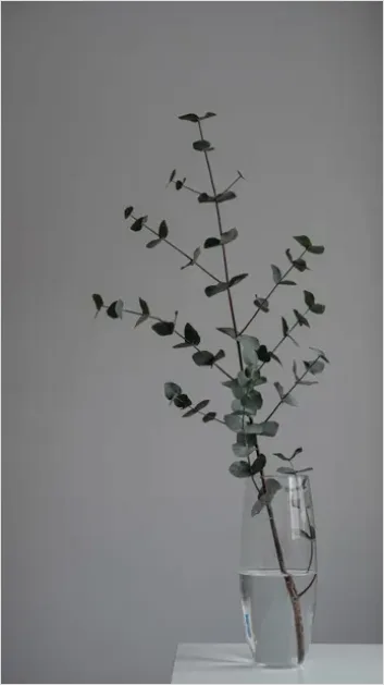 Detail Eucalyptus Still Life Minimal Number 10
