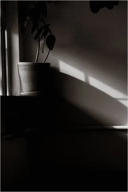 Indoor Plant Still Life Corner 8672