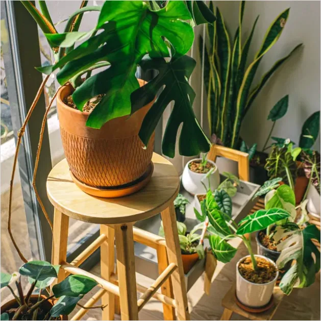 Detail Indoor Plant Still Life Corner Number 2