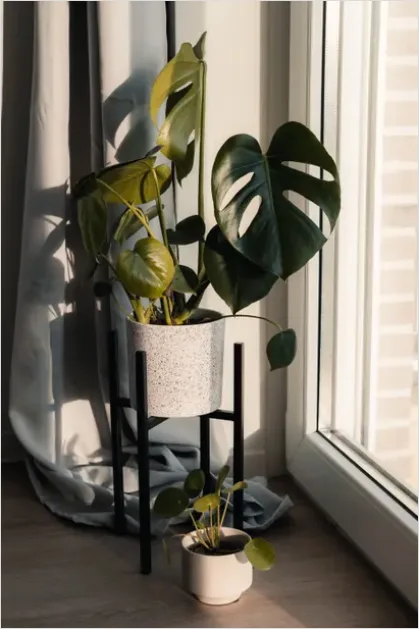Detail Indoor Plant Still Life Corner Number 3