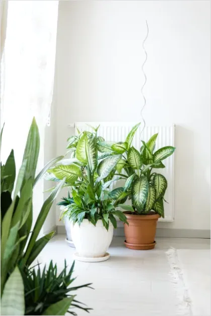 Detail Indoor Plant Still Life Corner Number 4