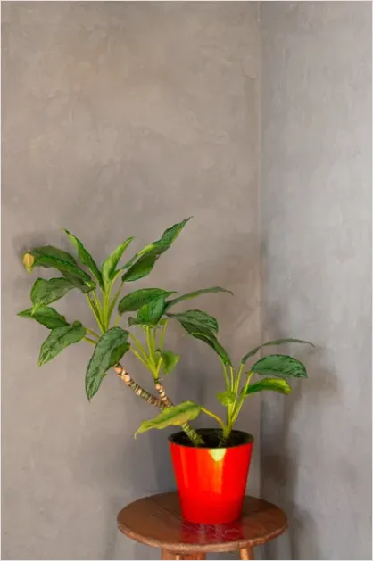 Detail Indoor Plant Still Life Corner Number 5