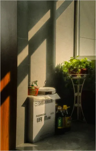 Detail Indoor Plant Still Life Corner Number 6