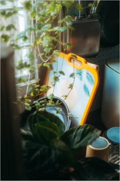 Detail Indoor Plant Still Life Corner Number 7