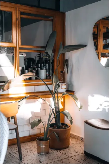 Detail Indoor Plant Still Life Corner Number 9