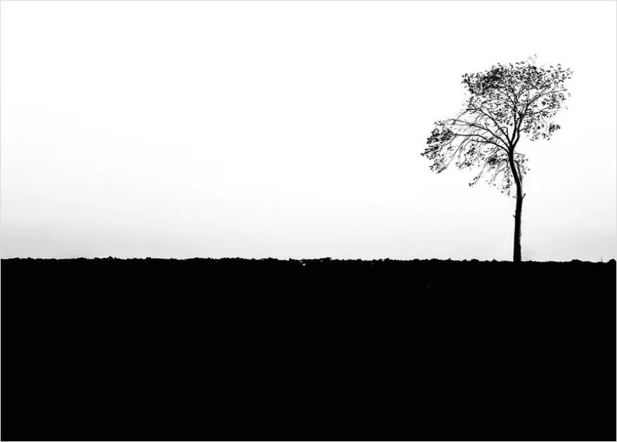 Minimal Tree Silhouette Photo Af33