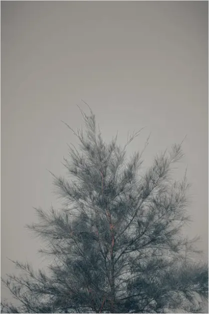 Detail Minimal Tree Silhouette Photo Number 2