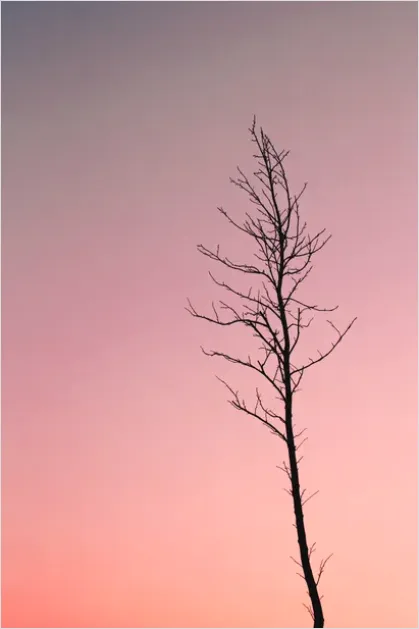 Detail Minimal Tree Silhouette Photo Number 11