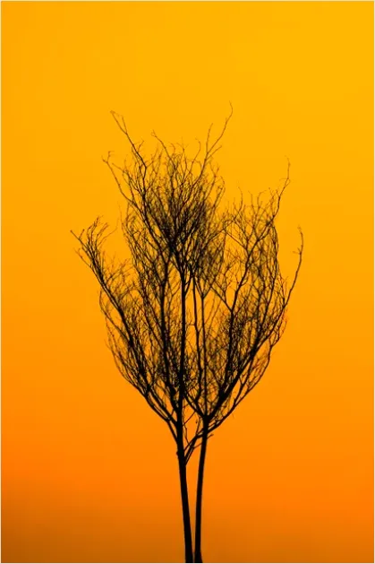 Detail Minimal Tree Silhouette Photo Number 12