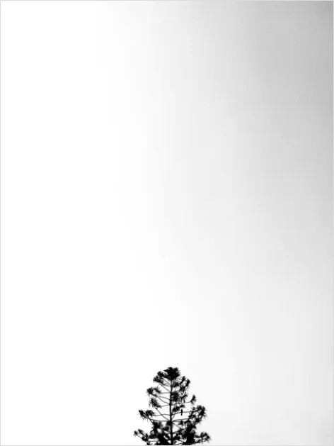 Detail Minimal Tree Silhouette Photo Number 13
