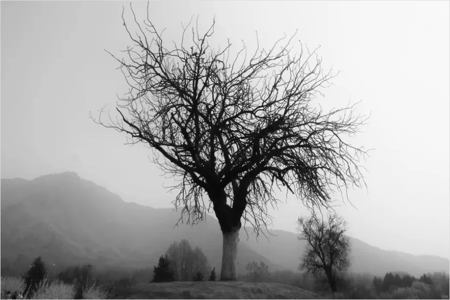 Detail Minimal Tree Silhouette Photo Number 14