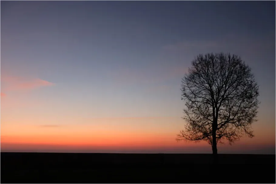 Detail Minimal Tree Silhouette Photo Number 15