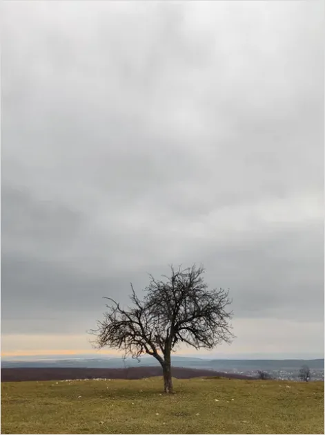 Detail Minimal Tree Silhouette Photo Number 16
