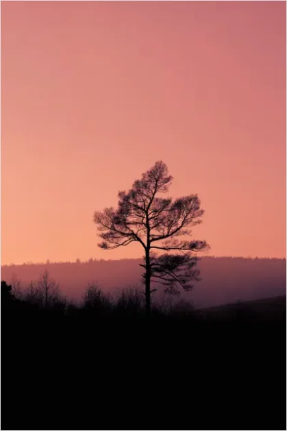 Detail Minimal Tree Silhouette Photo Number 3