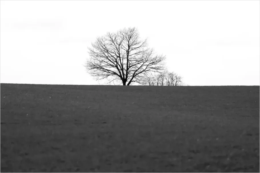 Detail Minimal Tree Silhouette Photo Number 4