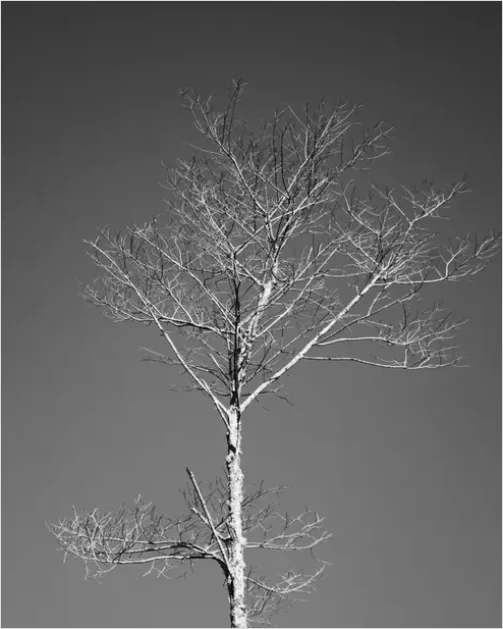 Detail Minimal Tree Silhouette Photo Number 5