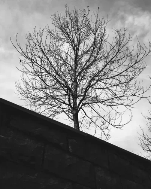 Detail Minimal Tree Silhouette Photo Number 6