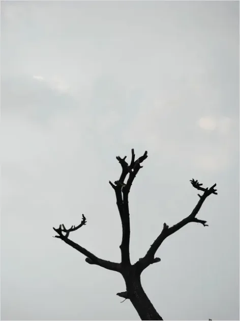 Detail Minimal Tree Silhouette Photo Number 7