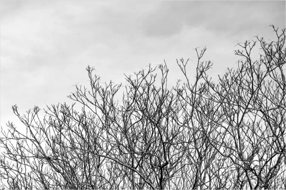 Detail Minimal Tree Silhouette Photo Number 8