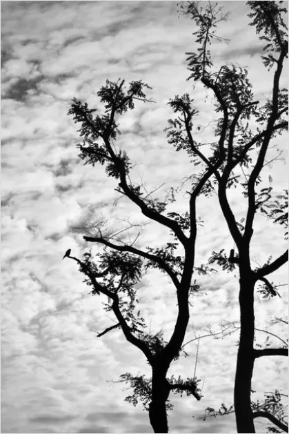 Detail Minimal Tree Silhouette Photo Number 9