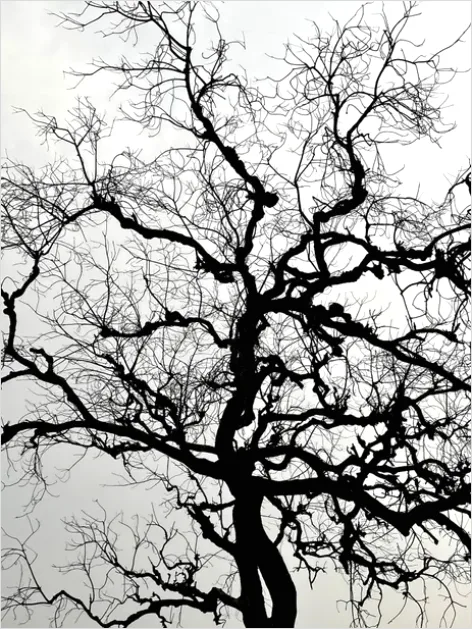 Detail Minimal Tree Silhouette Photo Number 10