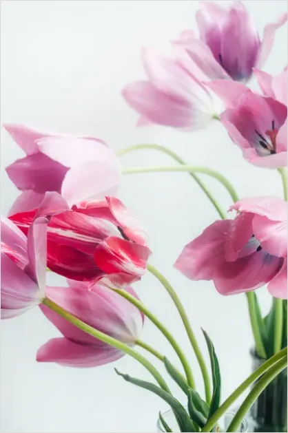 Detail Spring Still Life Pastel Flowers Number 6