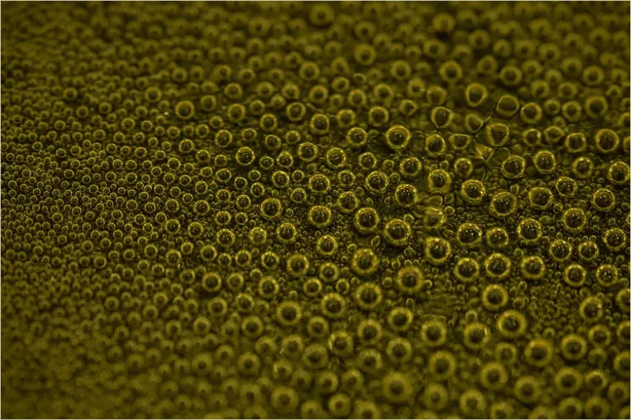 Detail Abstract Bubble Texture Macro Background Number 13