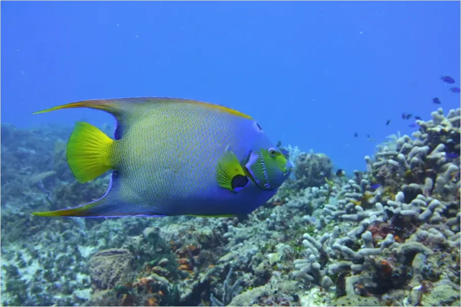 Detail Angelfish Tropical Reef Photo Number 2