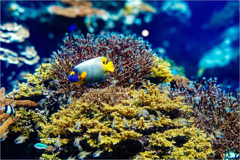 Detail Angelfish Tropical Reef Photo Number 11