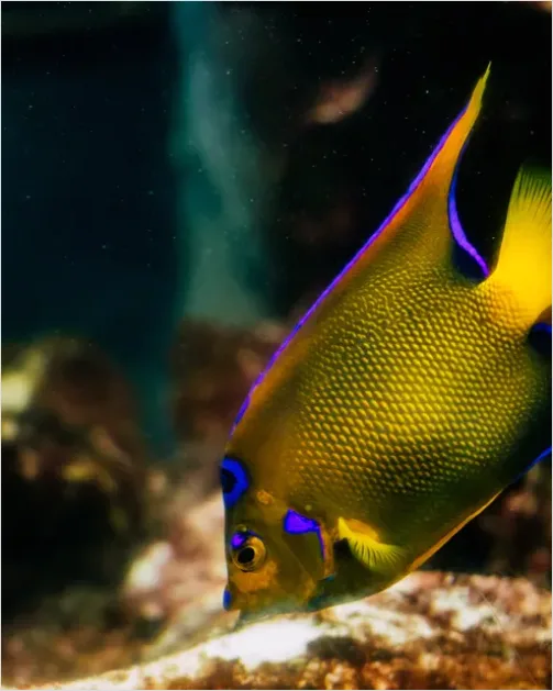 Detail Angelfish Tropical Reef Photo Number 12