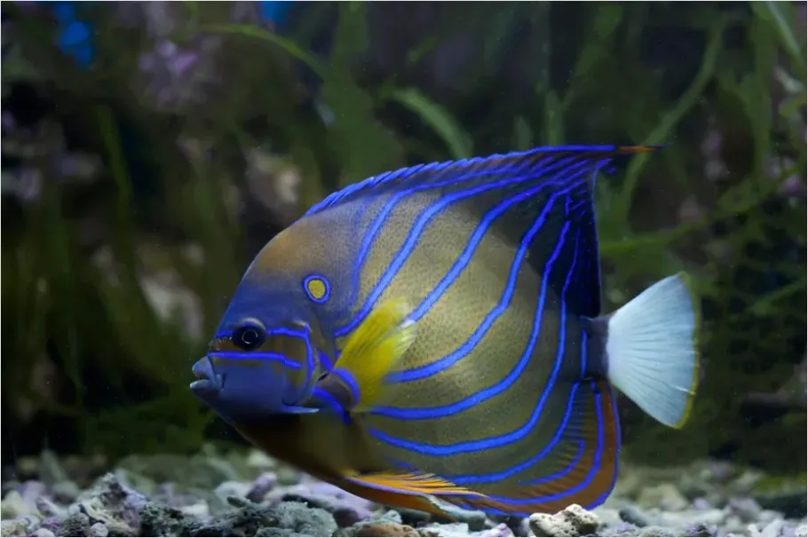 Detail Angelfish Tropical Reef Photo Number 13