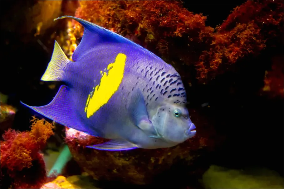 Detail Angelfish Tropical Reef Photo Number 15