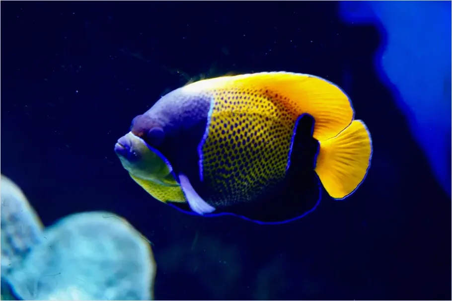 Detail Angelfish Tropical Reef Photo Number 16