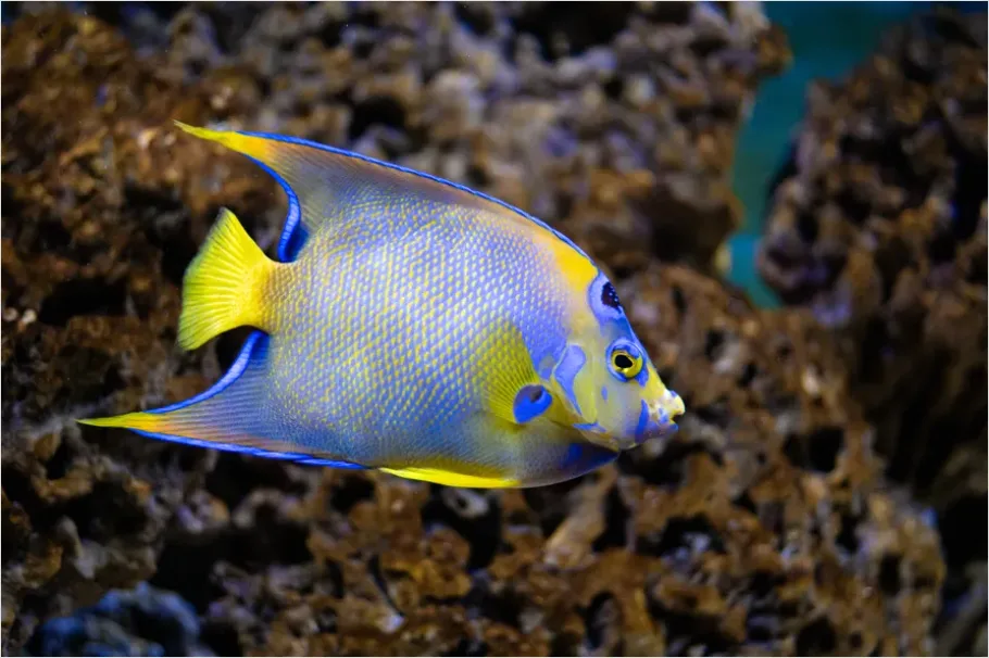 Detail Angelfish Tropical Reef Photo Number 3